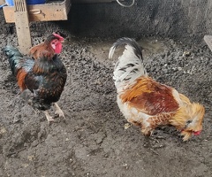 Rooster for sale in London