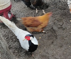Rooster for sale in London - 2