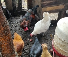 Rooster for sale in London - 3