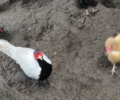 Female silver pheasant wanted