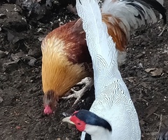 Female silver pheasant wanted - 2