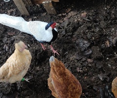 Female silver pheasant wanted - 3