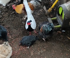 Female silver pheasant wanted - 4