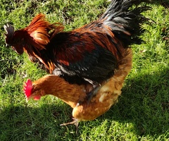 Fertilized eggs for sale - 2
