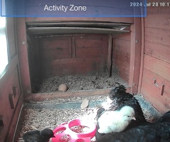 Fertilized eggs for sale - 3