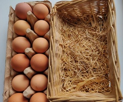 Fertilized eggs for sale - 4