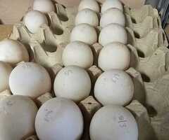 Khaki Campbell Hatching Eggs