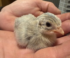 Mixed Colour Guinea Fowl Keets 0-2 Weeks