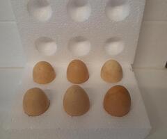 Fertile Bantam Silkie Hatching Eggs Collection/Posted - 3
