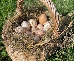 Fertile Bantam Polish Hatching Eggs Collection/Posted