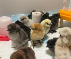 T and G Poultry based in Oxford - Silkie and Polsh Bantam Breeder