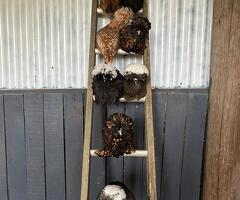 T and G Poultry based in Oxford - Silkie and Polsh Bantam Breeder - 2