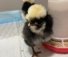T and G Poultry based in Oxford - Silkie and Polsh Bantam Breeder - 3