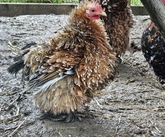 'Mini Mix' x6 Hatching Eggs