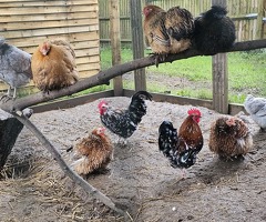 'Mini Mix' x6 Hatching Eggs - 2