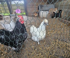 'Mini Mix' x6 Hatching Eggs - 3