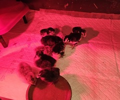 'Mini Mix' x6 Hatching Eggs - 4