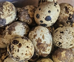 Coturnix Quail Hatching Eggs x12