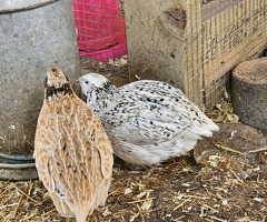 Coturnix Quail Hatching Eggs x12 - 2