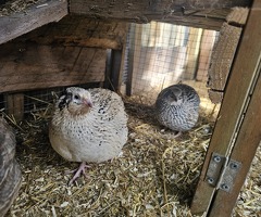 Coturnix Quail Hatching Eggs x12 - 3