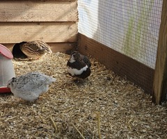 Coturnix Quail Hatching Eggs x12 - 4
