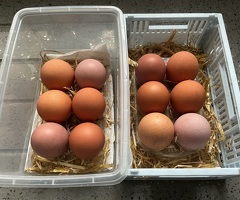 Barnyard mix fertile hatching eggs