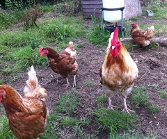 Mixed Breed Large Hatching eggs