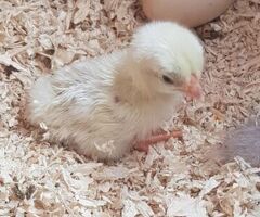 Mixed Breed Bantam hatching eggs