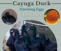 CAYUGA DUCK hatching eggs x6