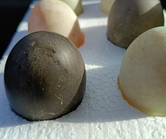CAYUGA DUCK hatching eggs x6 - 2