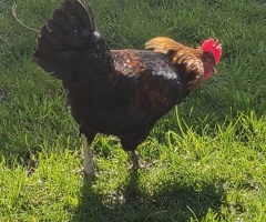 Roosters and cockerels for sale
