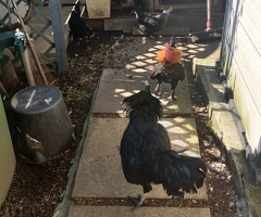 Roosters and cockerels for sale - 2