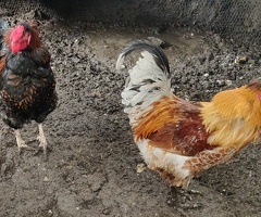 Roosters and cockerels for sale - 4