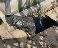 Ayam Cemani for sale