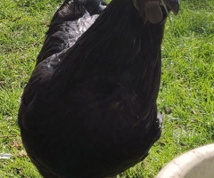Ayam Cemani for sale - 2