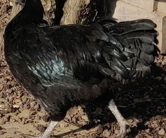 Ayam Cemani for sale - 3
