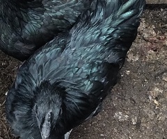 Ayam Cemani for sale - 4
