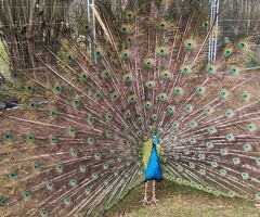 Indian Blue and White Peacocks and Hatching Eggs