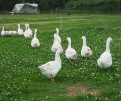 Embden Goose Fertile Hatching Eggs, Goslings, Geese and Ganders