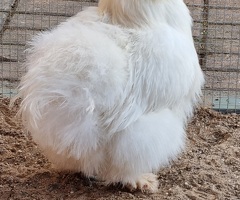 Silkie Hen