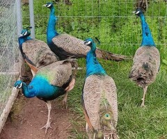 Indian Blue and White Peacocks and Hatching Eggs - 2