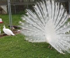 Indian Blue and White Peacocks and Hatching Eggs - 3
