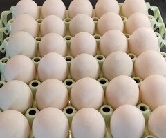 Khaki Campbell Ducks, Drakes, Ducklings and Hatching Eggs