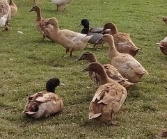 Khaki Campbell Ducks, Drakes, Ducklings and Hatching Eggs - 2