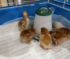 Pure Breed Rhode Island Red Chicks 0-2 Weeks