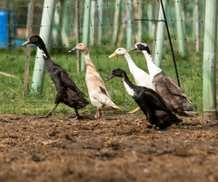 Indian Runner Hatching Eggs x 6 - 2