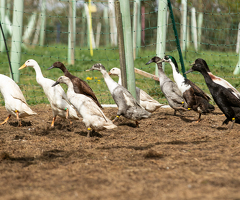 Indian Runner Hatching Eggs x 6 - 3