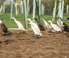Indian Runner Hatching Eggs x 6 - 4