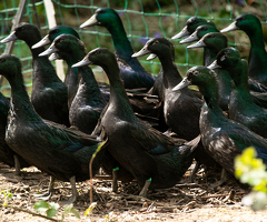 Cayuga Hatching Eggs x 6