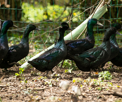 Cayuga Hatching Eggs x 6 - 2